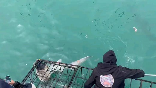 14 reactions | Broad nose sevengill cow shark   Video captured by...