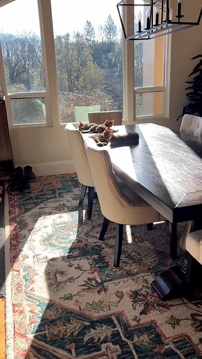 Morning sunning and snoozing on this beautiful Sunday 😻 | Jakswild Bengals