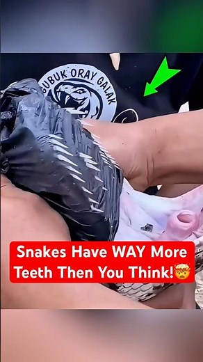 Snakes Have WAY More Teeth Than You Think