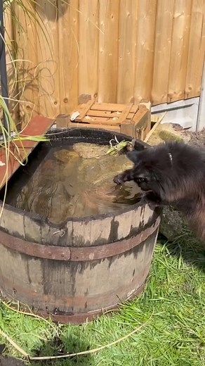 12K views · 552 reactions | Splish splash #cat | Dr. Love | Facebook