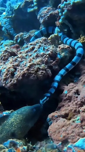 Snake and fish big fight at river🙀🙀 okina sea-🐊🐟🐳🐢🐠🐡🪱 Thanks for Watching . . . #ukulhas #maldives #underwater #indianocean #gopro #oceanlife #videocaption #video #snorkeling #reelsinstagram #reef #reels #visitmaldives #instagood #ocean #oceanlife #instadaily #instavideo #world #fish #color #nature #love #blue #shark #underwaterworld #life #explore #scubadiving #paditv | World Class