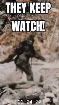 Patterson/Gimlin Sasquatch Film - 20 Oct, 1967