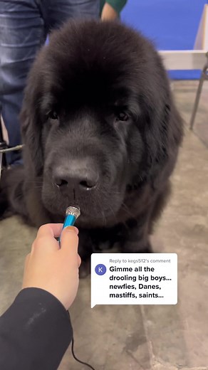 Understanding Slobber in Newfoundland Dog Shows