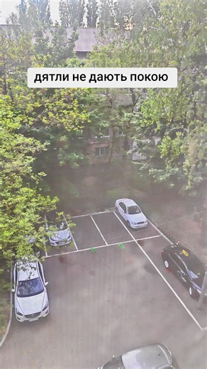 Дятли не дають покою: смішні моменти