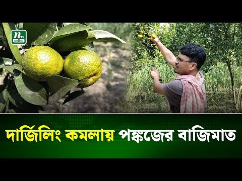 থোকায় থোকায় ঝুলছে পঙ্কজের দার্জিলিং জাতের কমলা, তিন বছরেই পেলেন সাফল্য |Darjiling orange |NTV News
