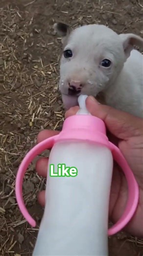 Hand Feeding Dog Puppies #dog #shortvideo #animals