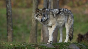 State says Washington's wolf population grew 16% last year