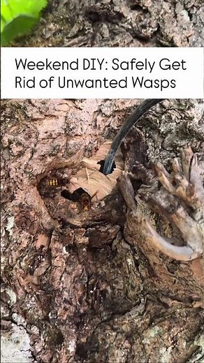 Pest control #Exterminator #HomeInspection #InsectControl #BugRemoval