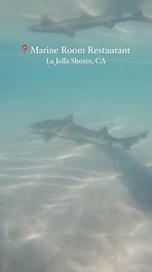 Celebrate Shark Week by seeing leopard sharks up close yourself! You are sure to see dozens of these beauties at your own feet! #sandiego #leopardsharks #sharkweek | Everyday California