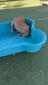 We are filled with great sadness as we let you know that ALCIEL was euthanized at the shelter tonight. ALCIEL was a delightful dog who was so playful, affectionate, and happy out in the yard. He had been abandoned and brought to this shelter where he could not survive the stress. RUN FREE ALCIEL - YOU DESERVED MORE THAN YOU RECEIVED in your short life. WE ARE SO SORRY! ALCIEL IS RUNNING OUT OF TIME! PLEASE SHARE ALCIEL! This energetic, playful, 3-year-old, Black Mouth Cur dog becomes eligible to