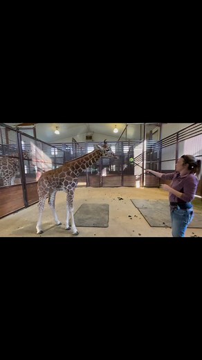 4.6K views · 280 reactions | Before we can get to complicated behaviors like footcare, our giraffes have to learn foundation behaviors such as clicker, targeting, backup, etc. We start training as soon as our baby animals are taking food from us. Here Sophie was approximately 6 months old and working on target and backup with trainer Lauren. 漣 | Highpoint Haven | Facebook