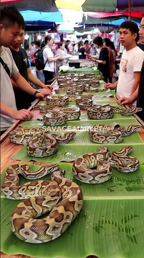 Unreal! Dozens of Pythons on One Table!‪@mfajar88‬