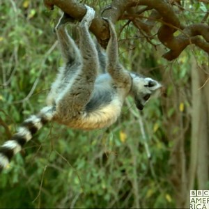 6.5K views · 100 reactions | Need adorable leaping lemurs to go above and beyond today? Enjoy this dose of cuteness from Land Rover. Be Wonderstruck by the lemurs of #MadagascarBBCA tonight at 9pm on BBC America. | BBC America | Facebook