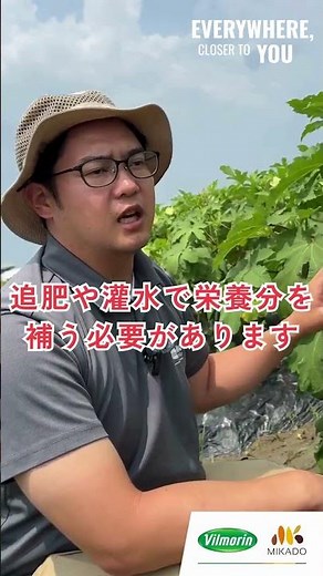 [Okra cultivation] Summer precautions ⚠️ #VilmorinMikado #DeliciousVegetableSeeds