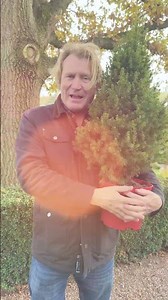This Christmas Plant Tradition Will Shock You #Plants #Decor