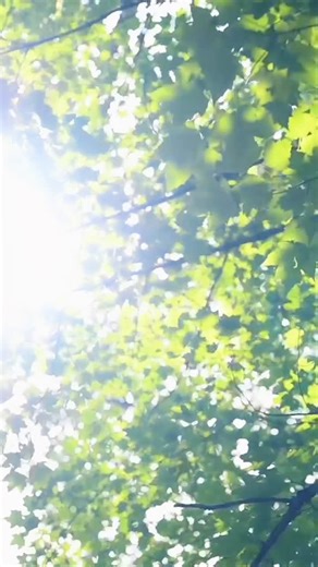 At Concordia Language Villages, language is lived in a community built on care, curiosity, and belonging. That’s how we inspire courageous global citizens 🌍❤️ | Concordia Language Villages