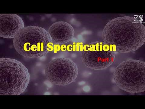 Cell specification || Part -1|| Developmental Biology || #csirlifesciences #csirnetjrfnotes