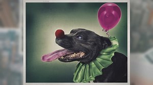 How Do Circus Animals Travel?