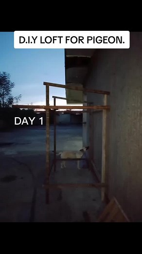 DIY Pigeon Loft Ideas: How to Make a Mini Wood House for Your Pigeons