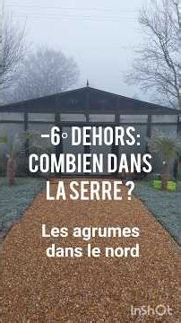 -6° dehors dans le nord: combien dans la serre froide? protection des agrumes / citronniers l hiver