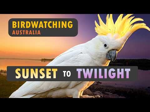 Birdwatching Sunset to Twilight. Brisbane, Australia