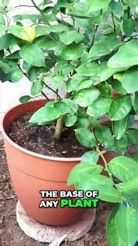 Brew Powerful Compost Tea: Bacteria Booster for Garden! 💩🌿