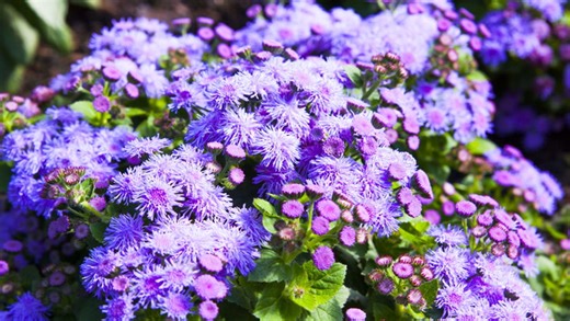 How to Plant and Grow Ageratum