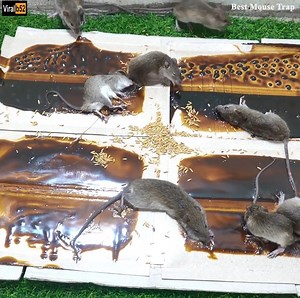 236K views | Catching mice with glue - The most effective mousetrap Credit: Best Mouse Trap - youtu. be/0D69_91L9ag | Eduardo Medina | Facebook