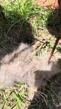 They are getting bigger