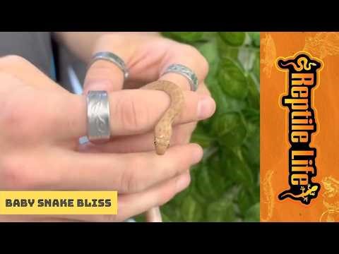 Super Cute Baby Albino Children’s Python | Reptile Life Hoppers Crossing