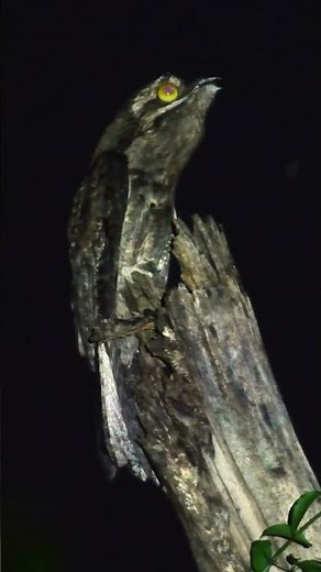 Urutau (Potoo) Bird Sound — The Most Haunting Call of the Night 🌙🦉