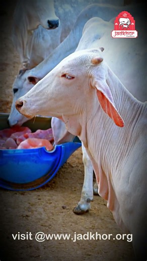 | आज के गौमाता के दर्शन || Visit @ www.jadkhor.org | #shorts #savecows
