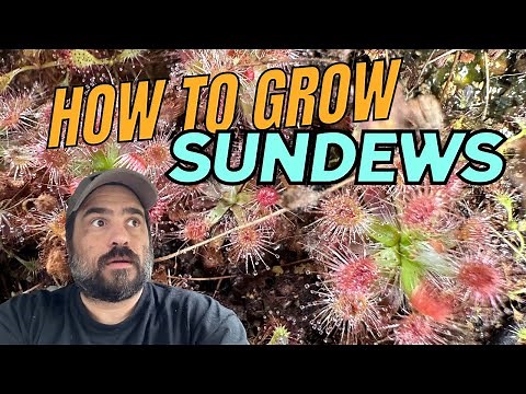 Sundew Care: The Ultimate Guide To Keeping Sundews Alive!