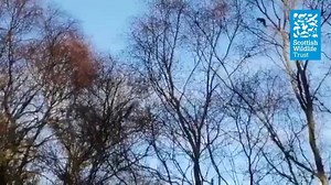 1.8K views · 50 reactions | Your latest wildlife highlights from around Scotland include acrobatic squirrels, colourful fungi and a mountain hare in the snow. Thanks for sharing your amazing images and videos with us! | Scottish Wildlife Trust | Facebook