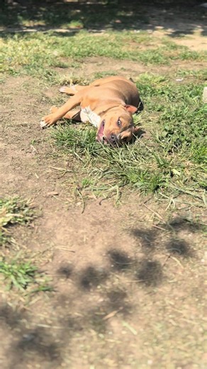 Essential Care Tips for American Bully Dogs