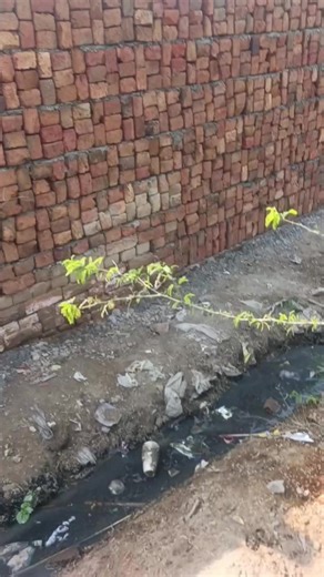 Dr Manzoor Ahmed (@drmanzoorahmed73)’s videos with original sound - Dr Manzoor Ahmed