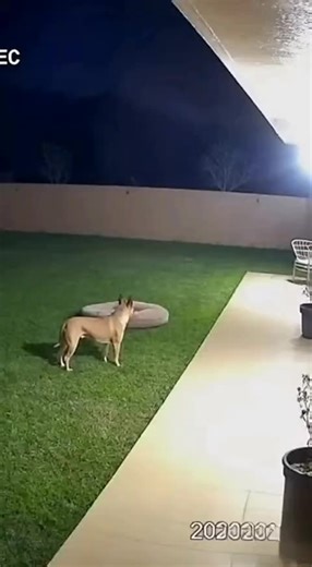 Lion Attack Scene Captured on CCTV