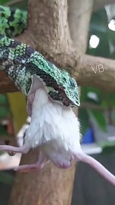 The most sturdy set of jaws #animal #animals #snake | Embrace your Heart