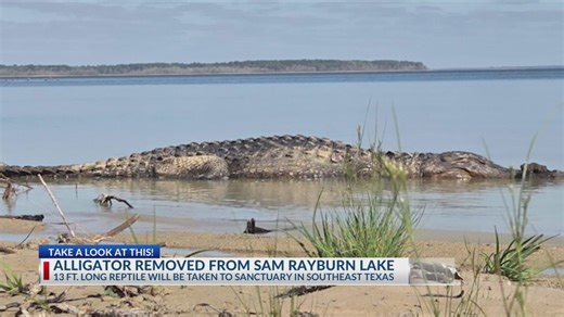 13-foot alligator removed from Sam Rayburn Lake