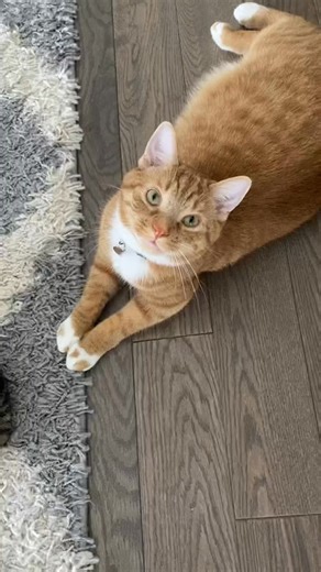174K views · 4.2K reactions | #tiktokcats #catsoftiktok #cats #gingercat #fyp #talkingcat | Kona And Kai 67 | Facebook
