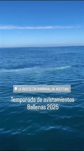 cabañas_ruca_marina_ on Instagram: "📍Caleta Chañaral de Aceituno, región de Atacama 🇨🇱 . Bienvenida temporada de avistamientos ☺️ y full desierto florido 🏡🍀 . ℹ️Estamos ubicados a pasos del centro de caleta, escuelas de buceo, pozones y muelle de embarcación ✅️ . Ven a vivir una experiencia única en la reserva marina isla chañaral 🐋 estamos en temporada de avistamientos de cetáceos 👍 . Hospedaje consultas al DM +56976188106 🤙 x 3 noches precio especial 😊 . @rutasviajerasatacama @turismo