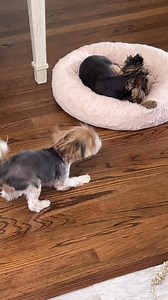 For those of you that said that Ivy was too cute with her “squeaky voice”🙄🙄🙄 please watch this🙄🙄🙄 and tell mommy and little me…do you think she is still “so cute” 🤣🤣🤣🤣🤣. Boy, oh boy…the barking is real! 🙄🙄 HELP! 🤣🤣🤣🤣 #TooLoud #willsheevershutup #sodone #messyhairdontcare | Bella & Ivy, The Adventures of 2 Crazy Yorkie Babies