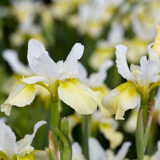 Butter & Sugar Siberian Iris, Iris sibirica | American Meadows