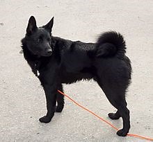 Black Norwegian Elkhound - Alchetron, the free social encyclopedia