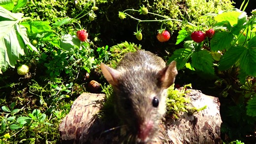 5.5K views · 796 reactions | Camera lens was getting dirty so had to call out this specialist lens cleaner to give it a good clean . nothing gets a lens cleaner than the tongue of a mouse and even better it only cost me 3 peanuts and a sunflower seed . . . #cameralenscleaning | George the Mouse in a log pile house | Facebook