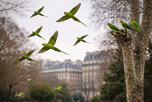 Perruches vertes : comment ces oiseaux exotiques se sont installés à Paris et en Île-de-France