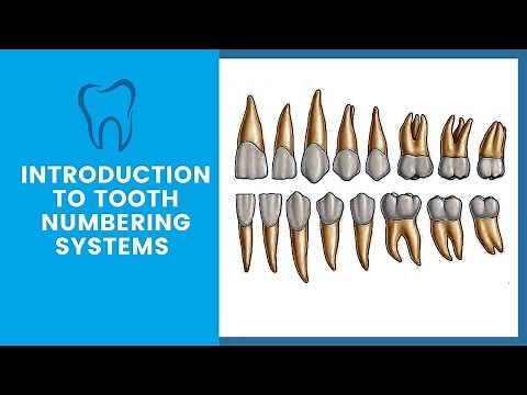 Introduction to Tooth Notation Systems | Tooth Numbering System