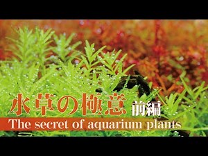 【Prequel】How to grow aquarium plants
