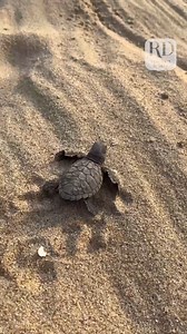 10K views · 61 reactions | Cuteness is the real Turtle Power. | Reader's Digest | Facebook