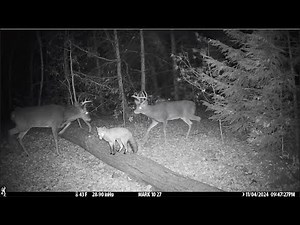 Crazy Trail Camera Clips (November 2024)